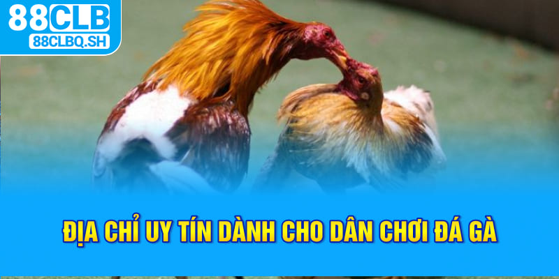 Địa chỉ uy tín dành cho dân chơi đá gà