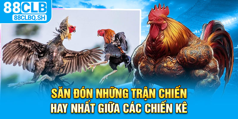 Săn đón những trận chiến hay nhất giữa các chiến kê 